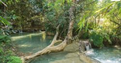 Beautiful Land for sale next to Kuang Si waterfall